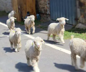 bg-hero-accueil-chevres - asinerie du bois gamats