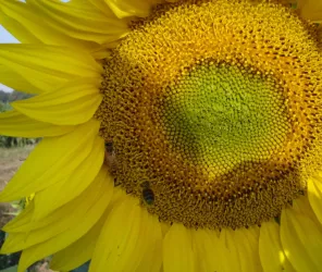 Ruchers de la Paumeraie