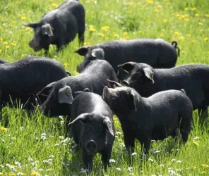 Les Meules Fermières