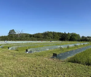 Claudia Cassano Dromain