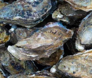 ©OSTREICULTEURFOHANNO