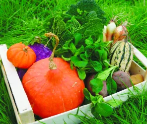 Les carrés verts du lac