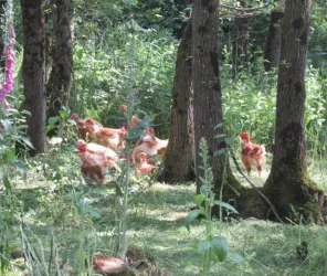 Les Volailles de l'Avenue