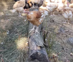 Les volailles en promenade