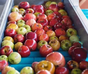 ©Verger-de-la-hanère