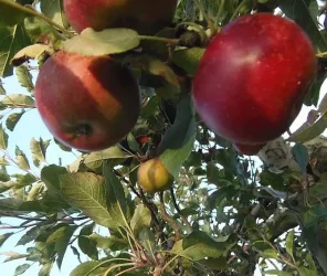 ©verger-de-la-julière