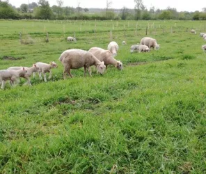 ©gaec-des-prairies-angevines