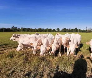 ©Emmanuel-anne-marie-coué