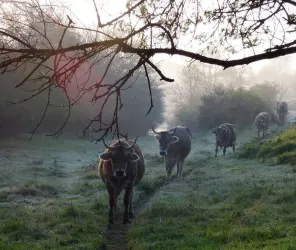 © GAEC Bellis Perennis
