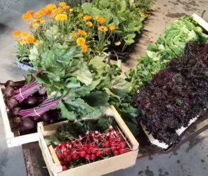 @lesjardinsdamérian