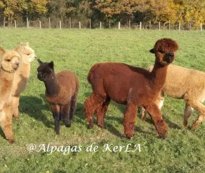 Alpagas de KerLA