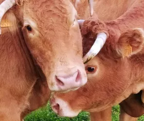 Gaec du grand goussant