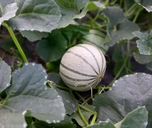 Les jardins de Nicolas