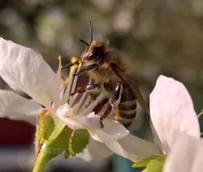 Miellerie des Sablons