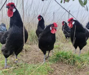 © Gwenaël Lhuissier