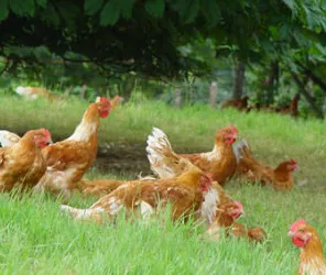 Ferme du Chataignier