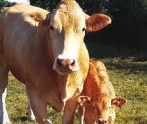 Bauchet - Pays de Mortagne 