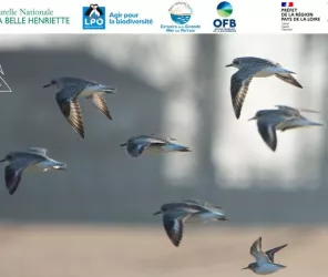 Cassandre Blondel RNN BH