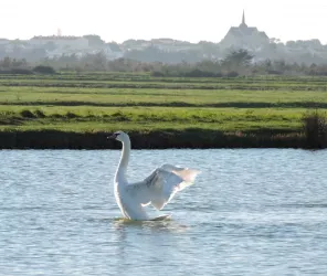 Pays de Saint Gilles Croix de Vie