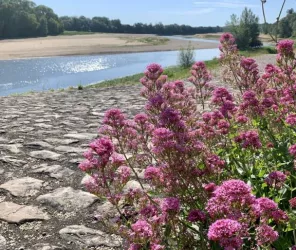 Aude Genevaise - SPL SVLT