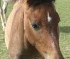 Loire Layon Equestre