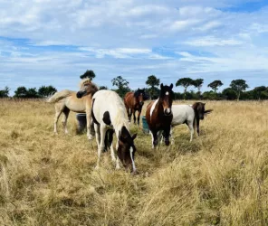 Écurie des Rosières Guérande
