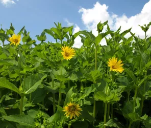 crédit photo camping La Guyonnière