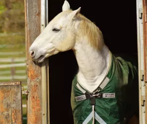 Libre de droits - Pixabay