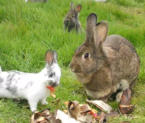 © Ferme de la Papinière