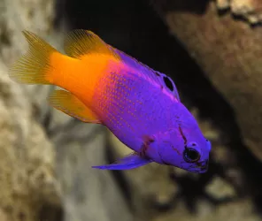 Océarium du Croisic