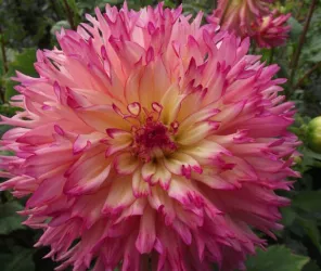 Jardin des Rigonneries