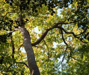 ©Jean-Philippe-BERLOSE-CEMJIKA