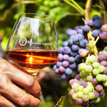 Tour the Vendée and enjoy the wines of the Fiefs Vendéens