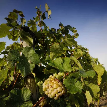 Domaine aux Moines: discover the feminine side of the vine!