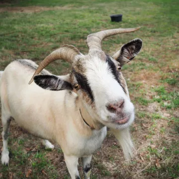 Walk in a farmer's boots!