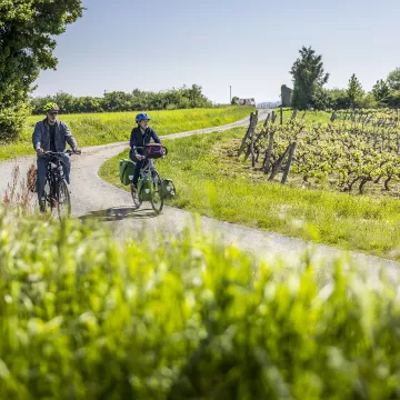 Cycling through the vineyards of the Loir Valley 