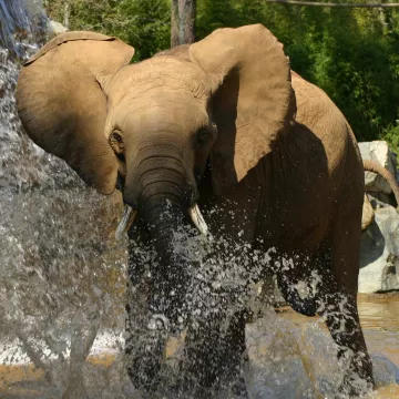 La Flèche zoo, an exotic family adventure 