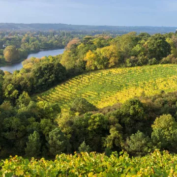 Visit the vineyards of Anjou-Saumur and discover its cultural heritage