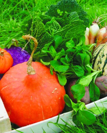 Les carrés verts du lac