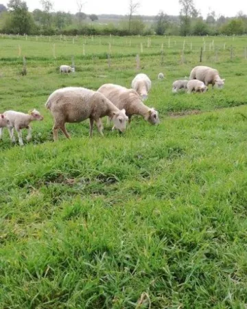 ©gaec-des-prairies-angevines