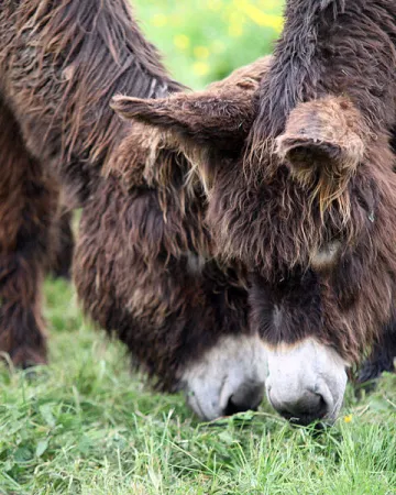 ©Asinerie-Grez-Neuville