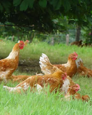 Ferme du Chataignier