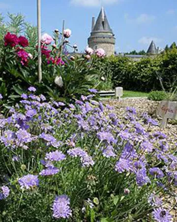 ©chateau-essor-blinois