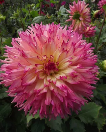 Jardin des Rigonneries