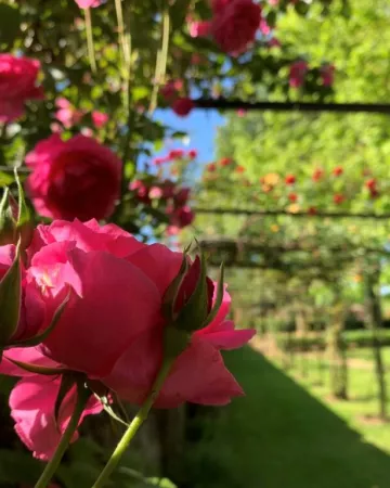 A.Genevaise - SPL SVLT