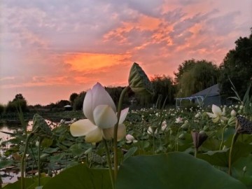 parc flroal lac des lotus