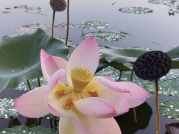 lac des lotus