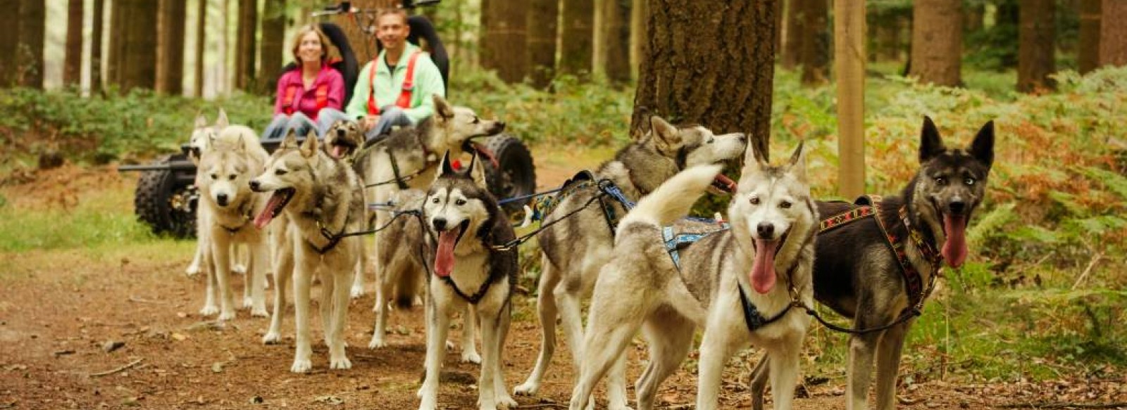 Sled Dog Ride - balade en chiens de traineaux